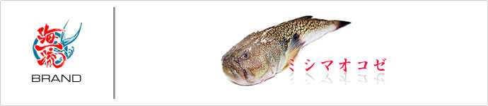 海一流：ブランド認定魚　ミシマオコゼ