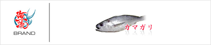 海一流：ブランド認定魚　カマガリ
