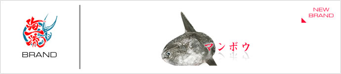 海一流：新認定ブランド魚　ウチワザメ